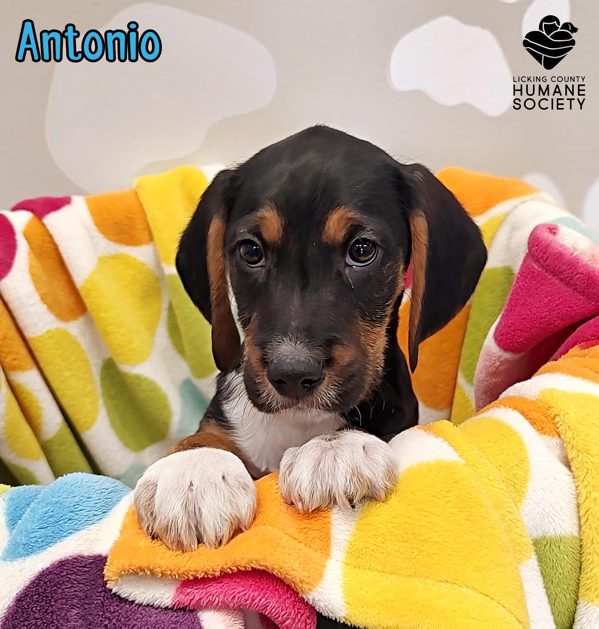 Enlarge Antonio, an adopted mixed breed in Heath, OH image 1/1