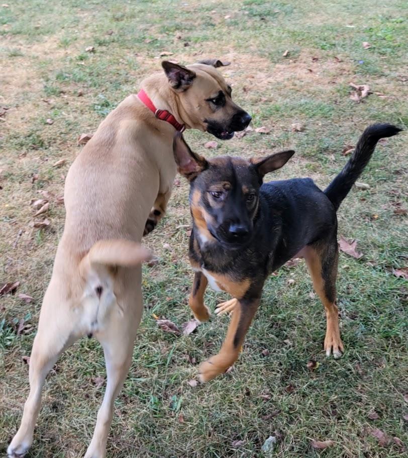 Enlarge Danger, a Adoptable mixed breed in Lisbon, OH image 2/6