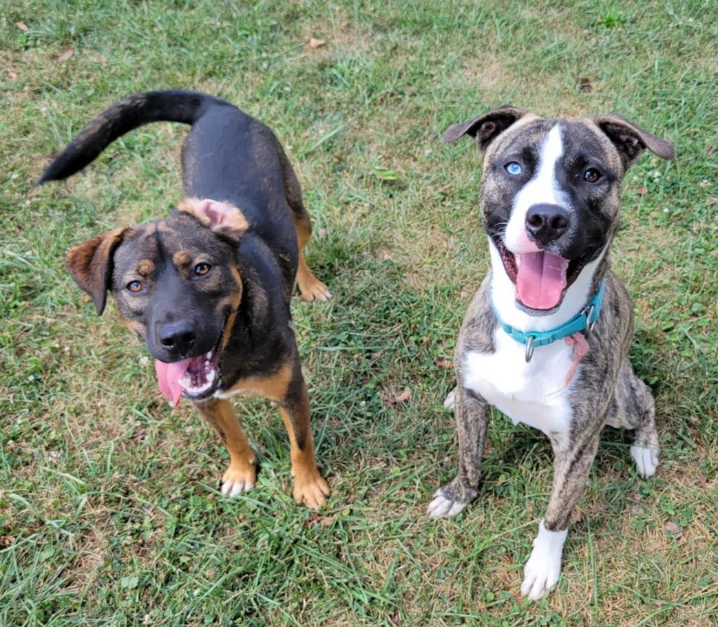 Enlarge Danger, a Adoptable mixed breed in Lisbon, OH image 3/6