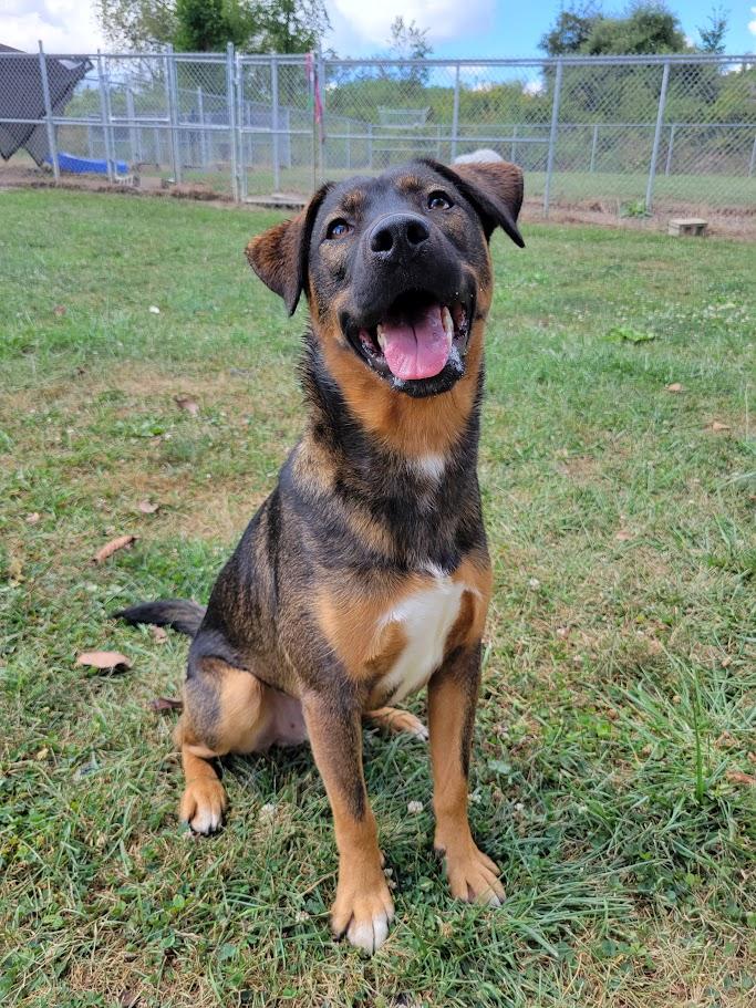 Enlarge Danger, a Adoptable mixed breed in Lisbon, OH image 4/6