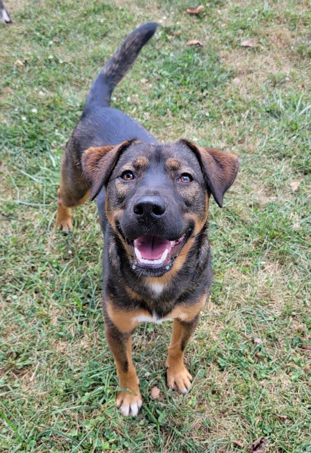 Enlarge Danger, a Adoptable mixed breed in Lisbon, OH image 5/6