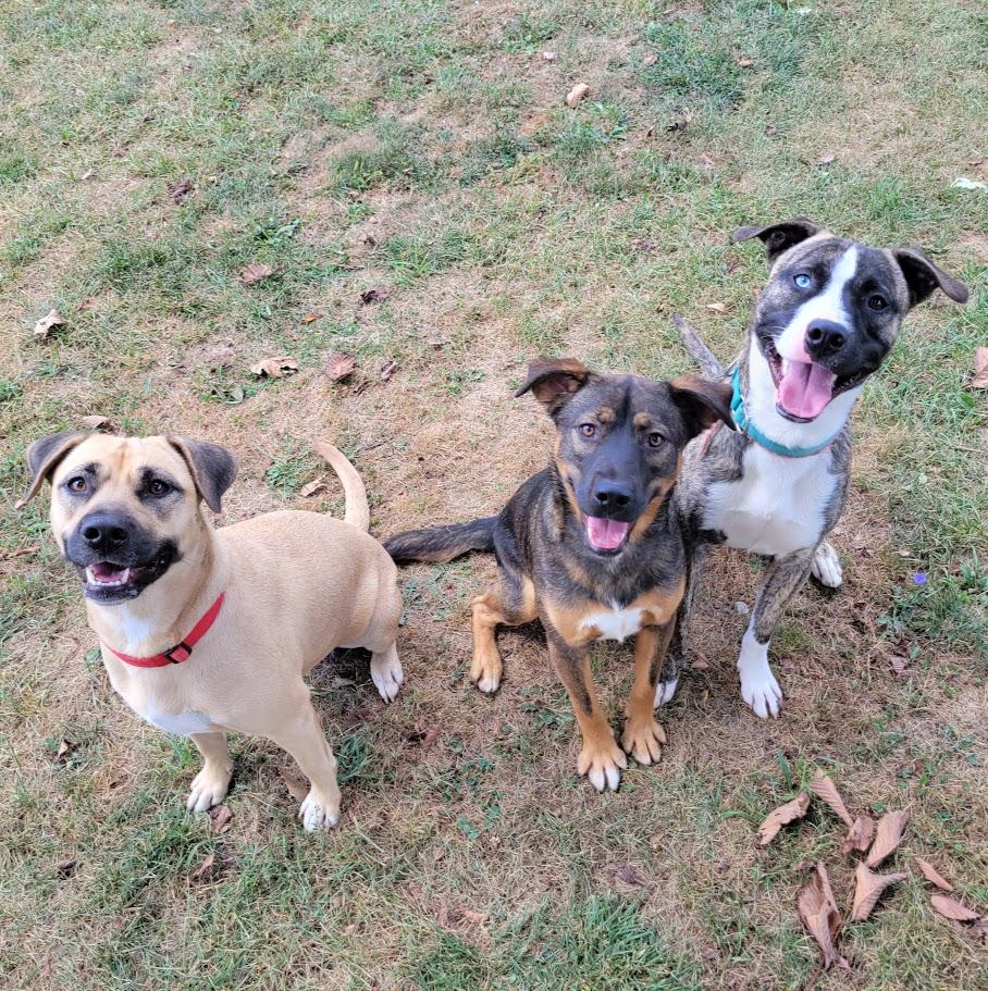 Enlarge Danger, a Adoptable mixed breed in Lisbon, OH image 6/6