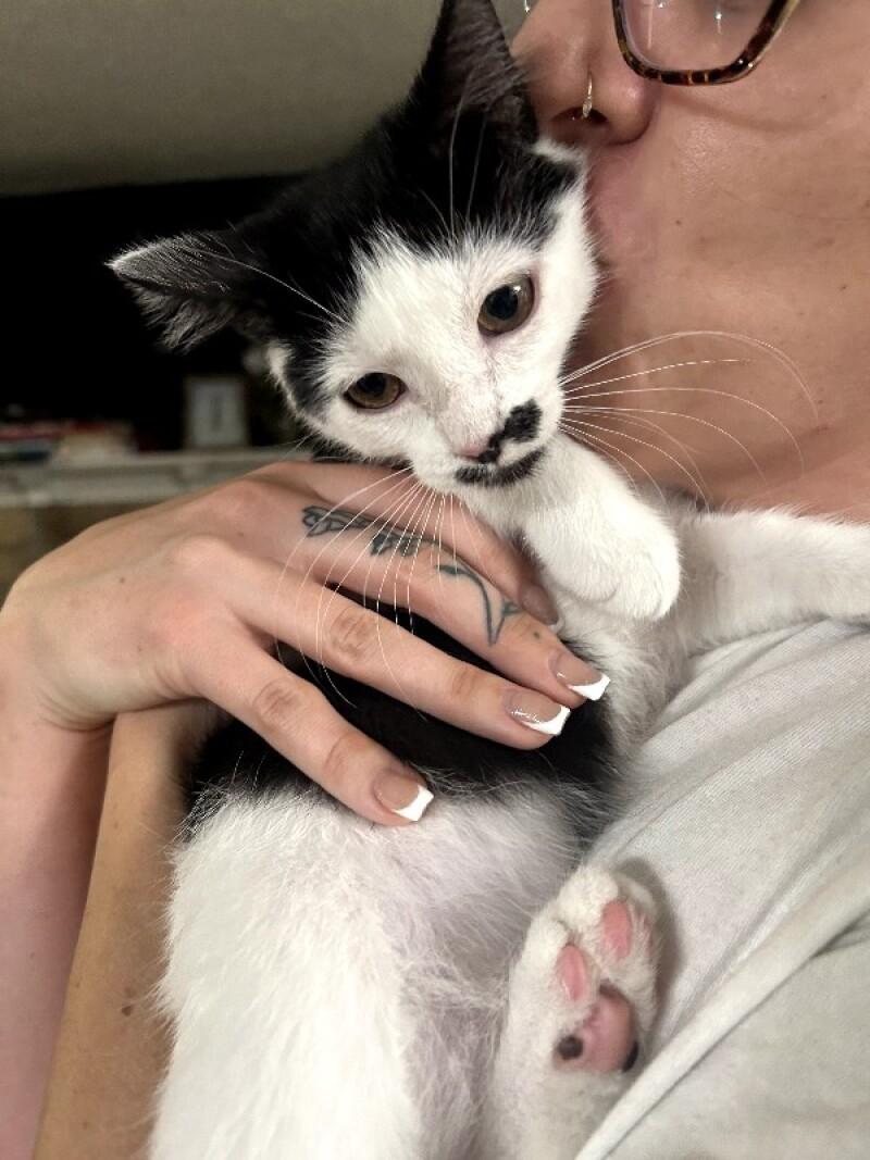 Enlarge Gaston, a Adoptable Domestic Short Hair in Kennewick, WA image 1/3