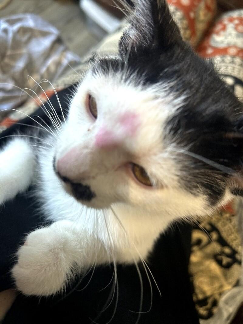 Enlarge Gaston, a Adoptable Domestic Short Hair in Kennewick, WA image 2/3