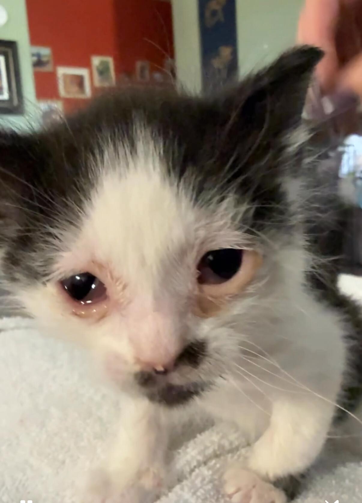 Enlarge Gaston, a Adoptable Domestic Short Hair in Kennewick, WA image 3/3