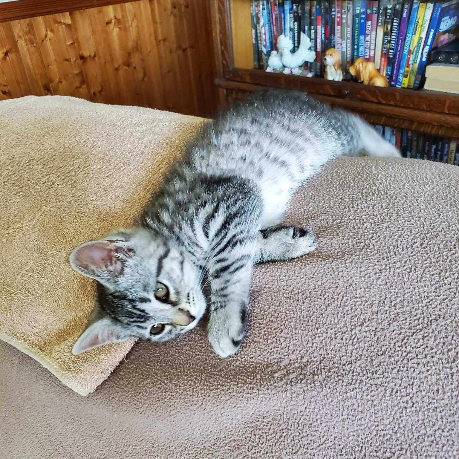 Gouda & Mouse (bonded sisters), a Adoptable Domestic Short Hair in Cortland, NY image 3/3