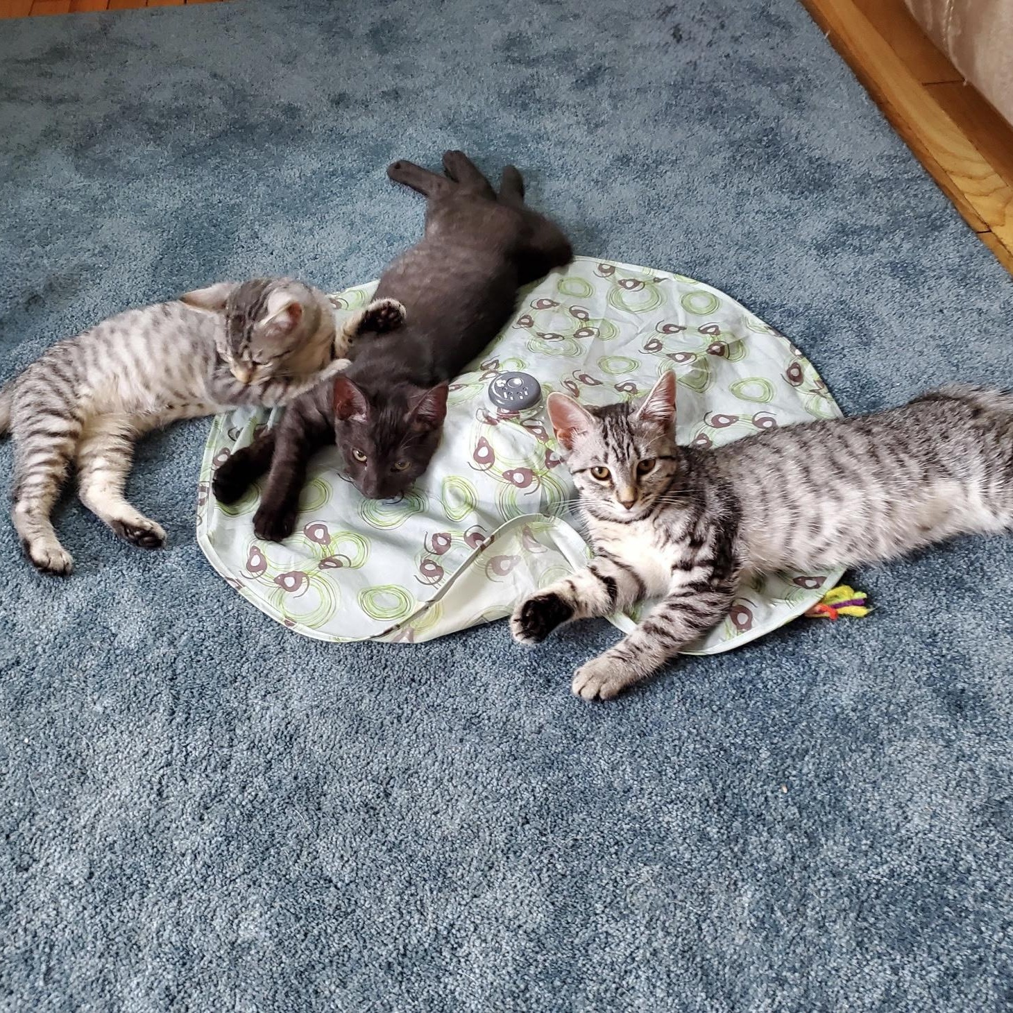 Gouda & Mouse (bonded sisters), a Adoptable Domestic Short Hair in Cortland, NY image 1/3