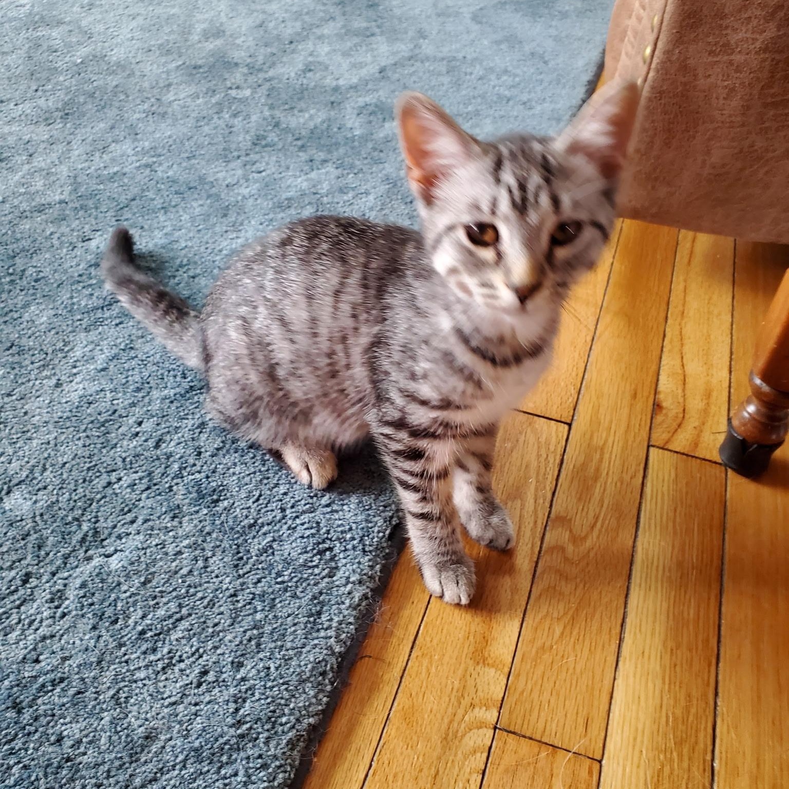 Gouda & Mouse (bonded sisters), a Adoptable Domestic Short Hair in Cortland, NY image 2/3