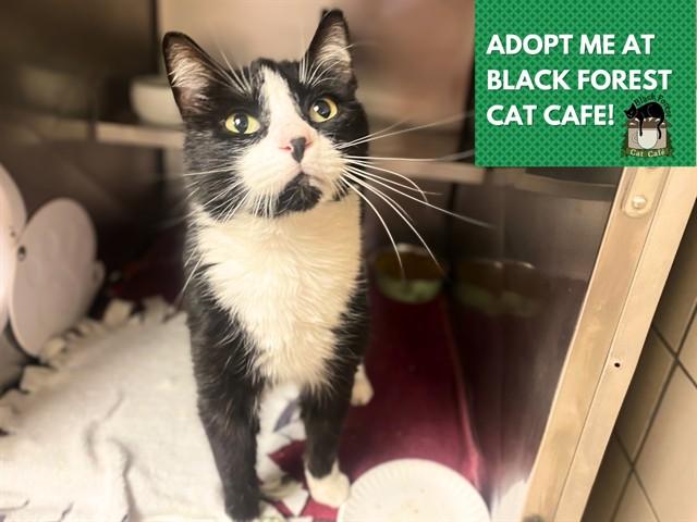 Enlarge SAMSON, a Adoptable Domestic Short Hair in Fort Wayne, IN image 1/1