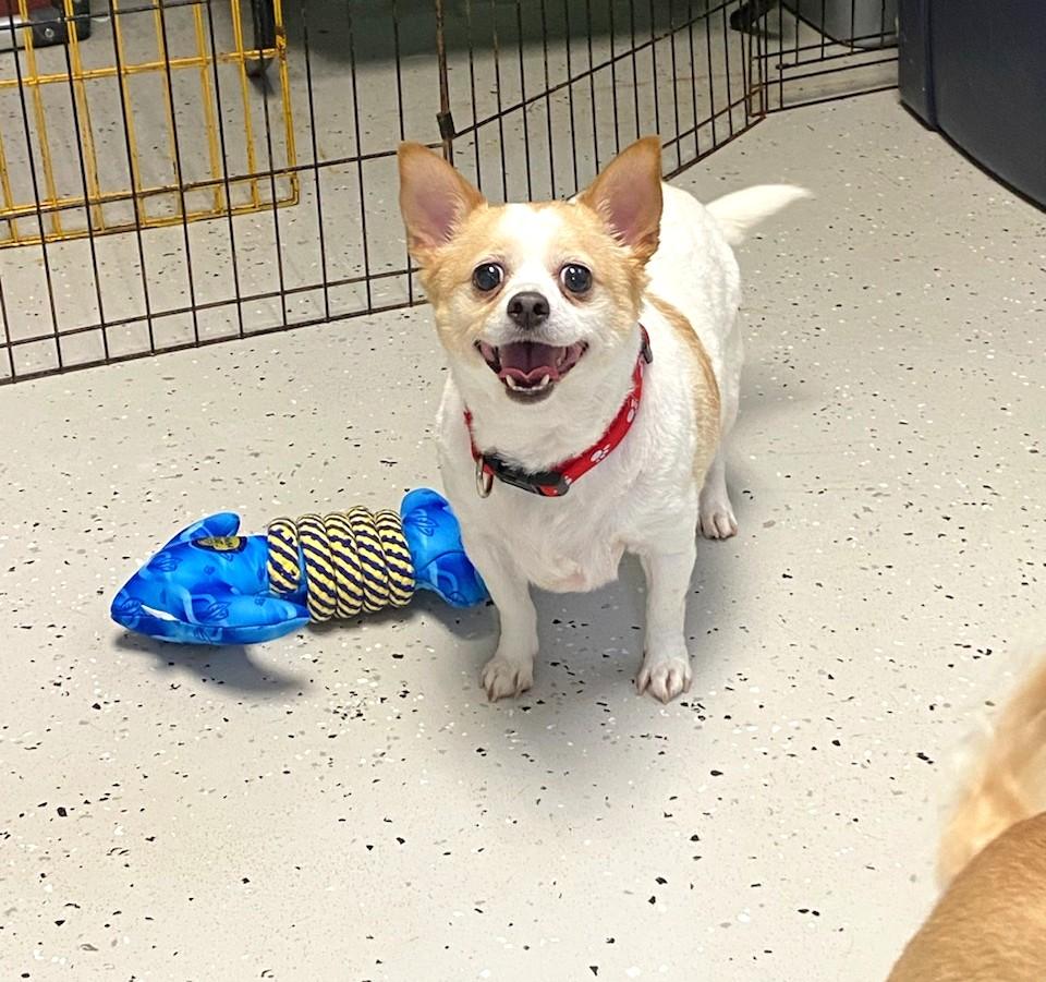 Lil Bit, Adoptable, Adult Female Chihuahua.