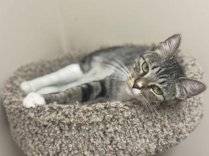 Cookie, Adoptable, Adult Female Domestic Short Hair & Domestic Short Hair.