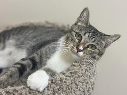Enlarge Cookie, a Adoptable Domestic Short Hair in Scottsdale, AZ image 3/3