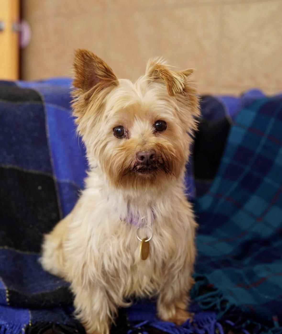 Enlarge Dominic, a ADOPTABLE mixed breed in Pasadena, CA image 3/5
