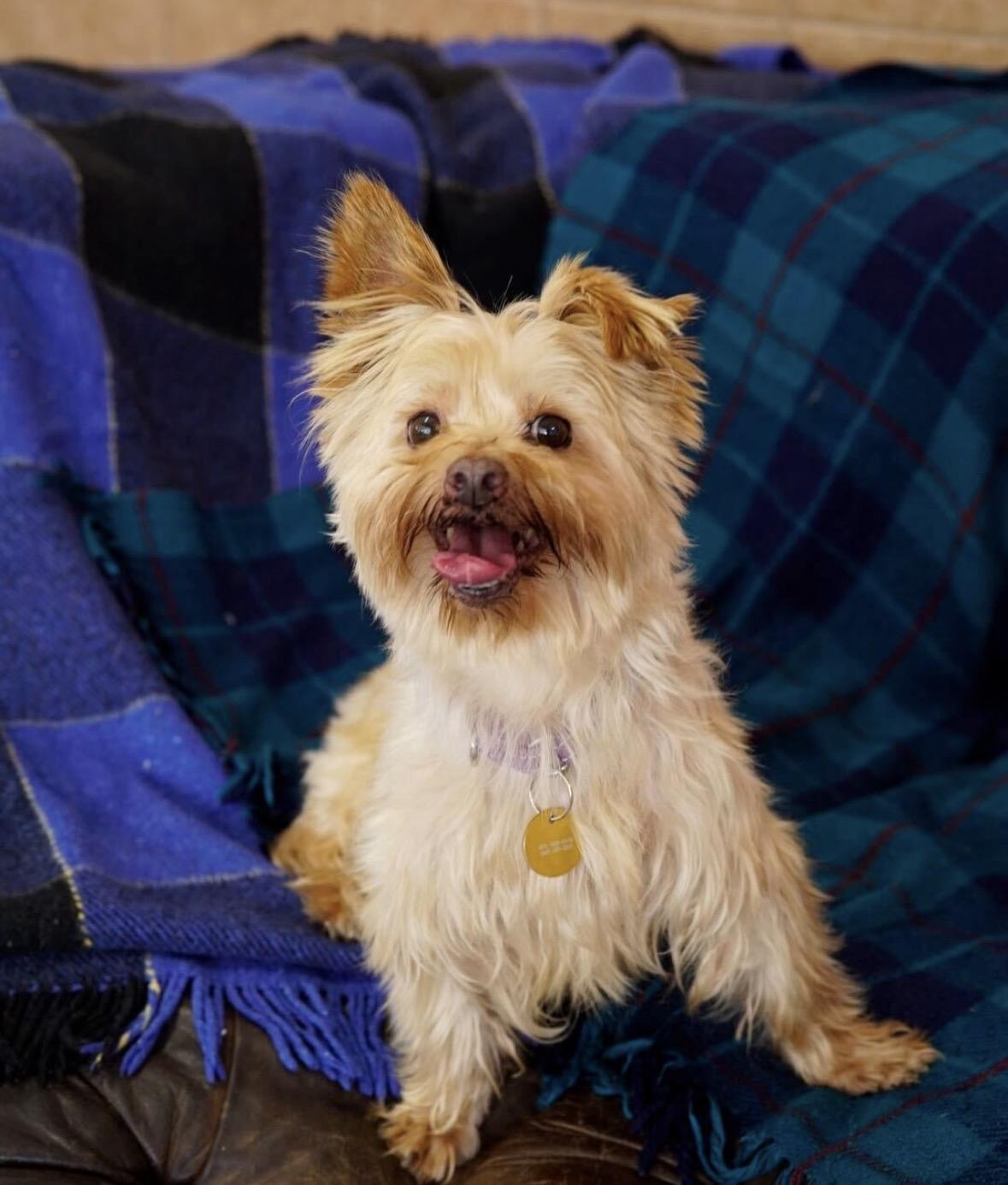 Enlarge Dominic, a ADOPTABLE mixed breed in Pasadena, CA image 4/5