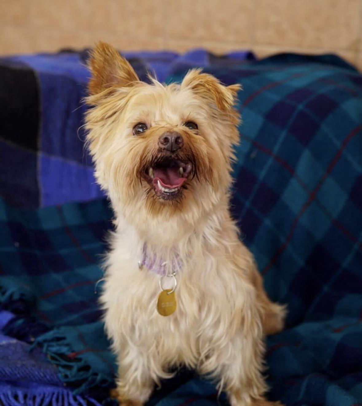 Enlarge Dominic, a ADOPTABLE mixed breed in Pasadena, CA image 5/5