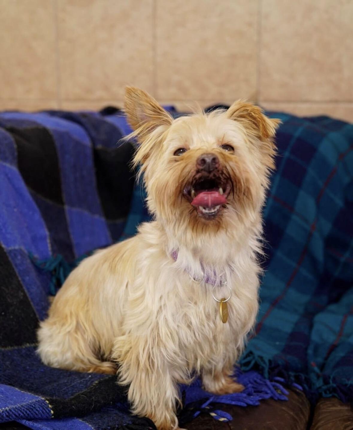 Dominic, ADOPTABLE, Adult Male Yorkshire Terrier.