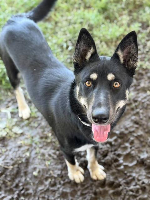Enlarge SHILO, a Adoptable German Shepherd Dog in Riverside, CA image 1/1