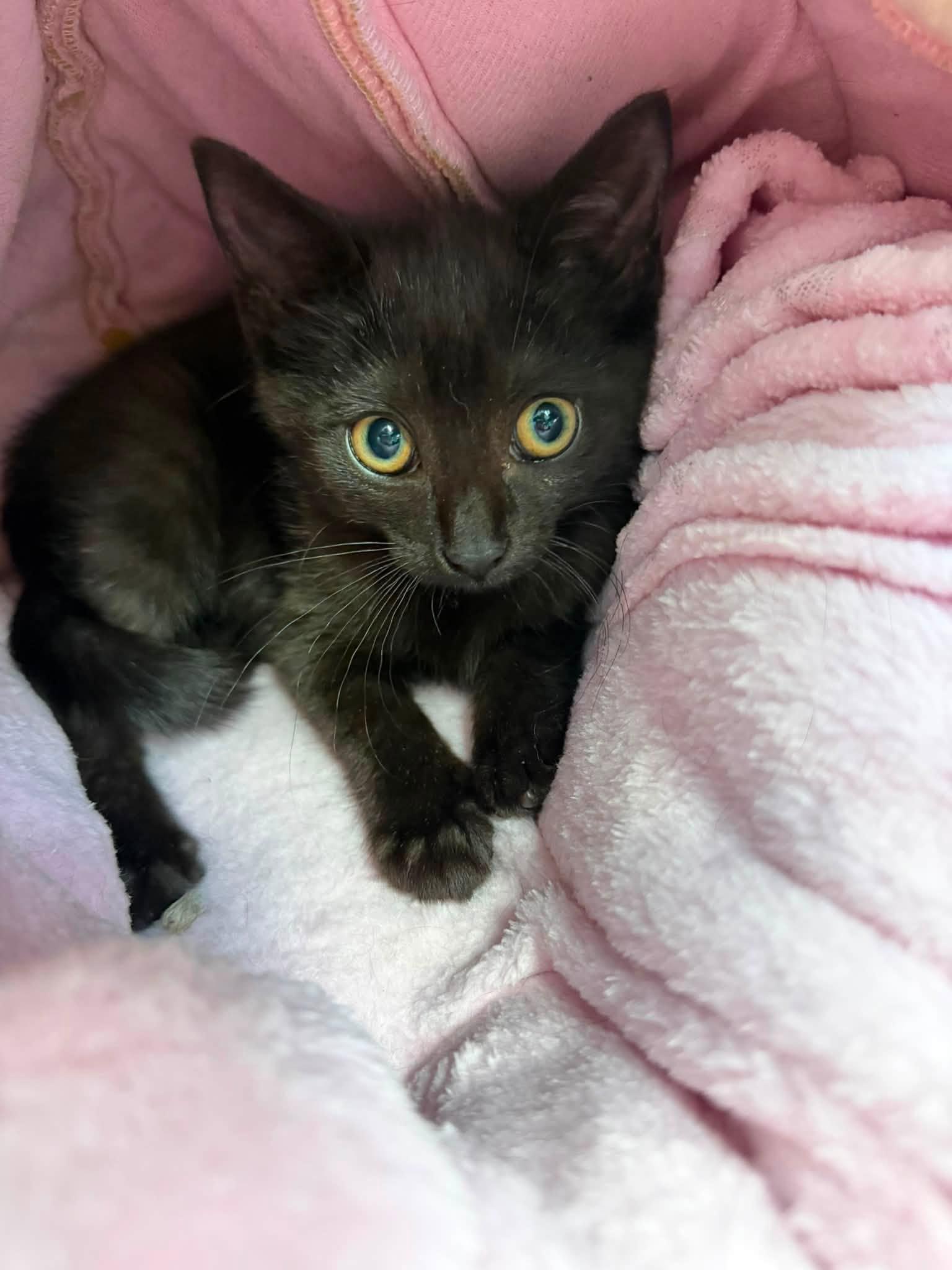 Ronni, a Adoptable Domestic Short Hair in Sterling Heights, MI image 4/4
