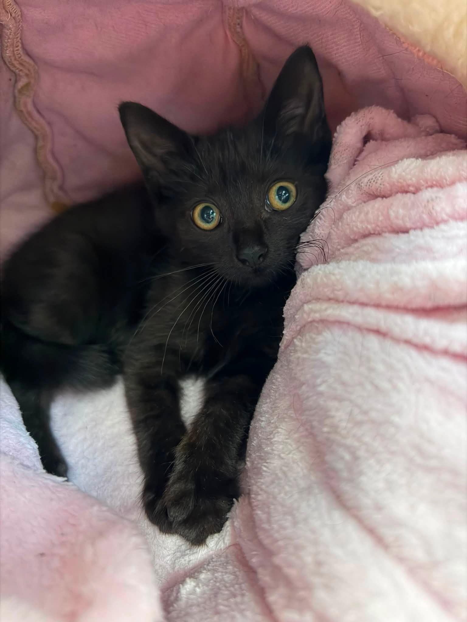 Ronni, Adoptable, Kitten Female Domestic Short Hair.