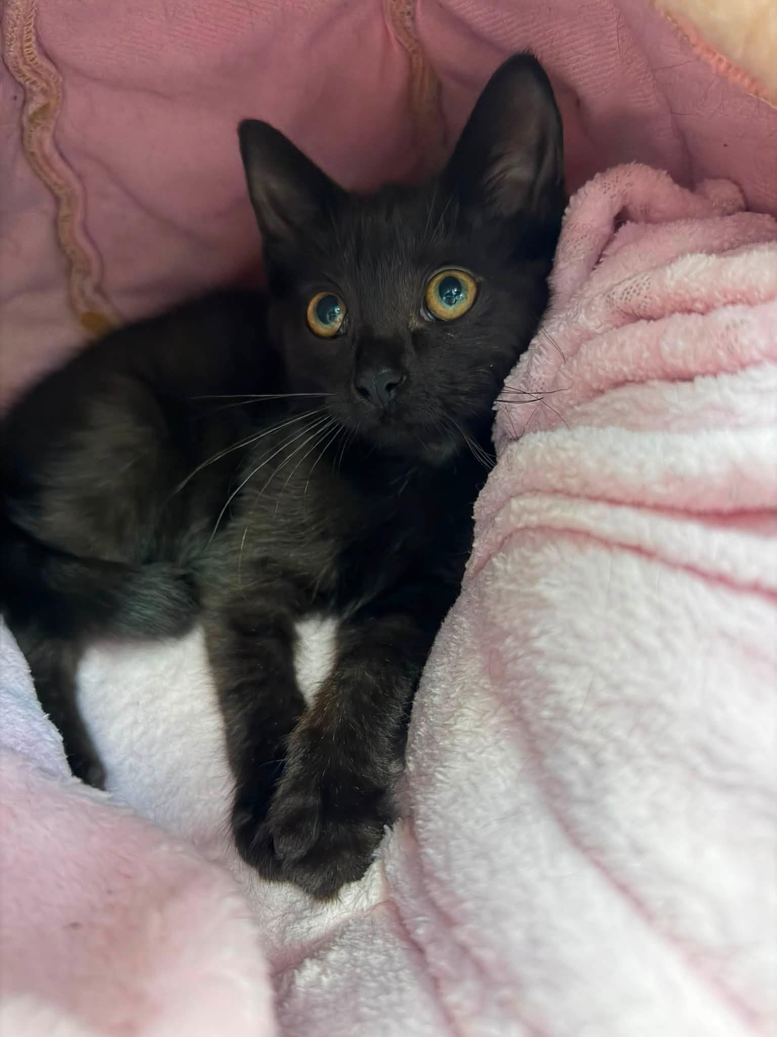 Ronni, a Adoptable Domestic Short Hair in Sterling Heights, MI image 2/4