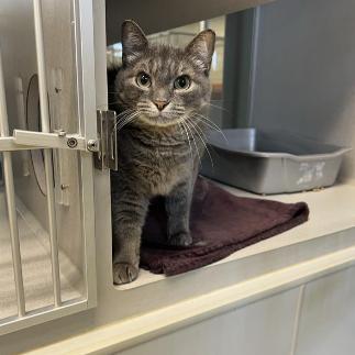 Irene, Adoptable, Adult Female Domestic Short Hair.