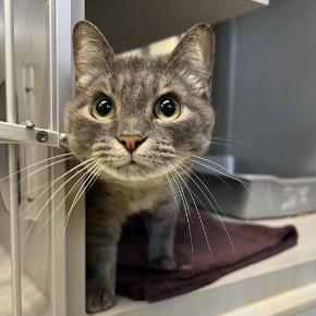Enlarge Irene, a Adoptable Domestic Short Hair in Cedar Rapids, IA image 2/2
