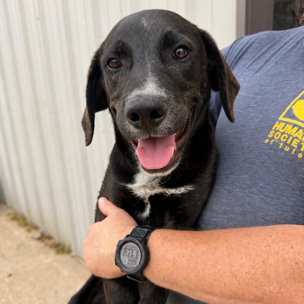 Enlarge Vinny, a Adoptable mixed breed in Tulsa, OK image 1/1