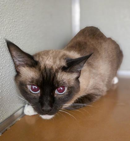 Izzy, Adoptable, Adult Female Siamese & Domestic Short Hair.