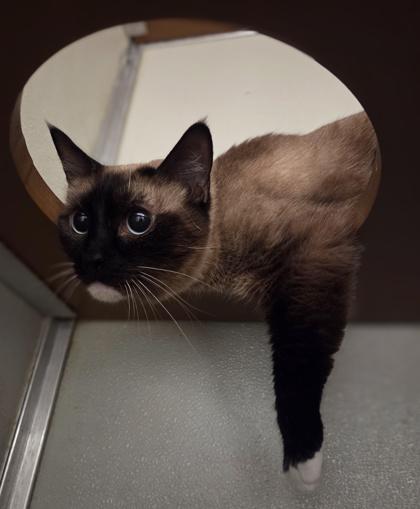 Enlarge Izzy, a Adoptable mixed breed in Fresno, CA image 2/2