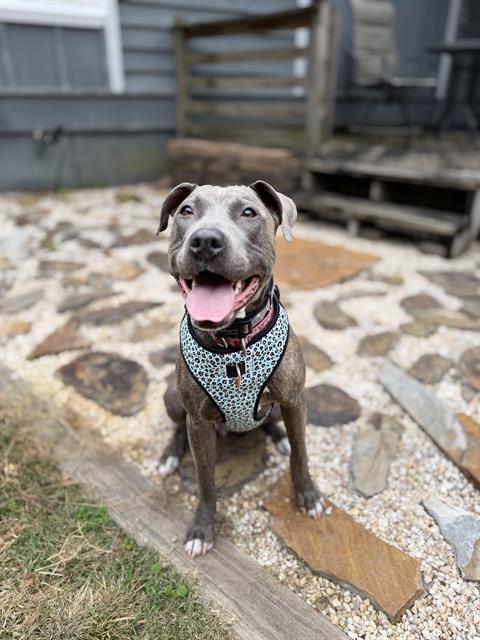 HAIDY, Adoptable, Adult Female Pit Bull Terrier & Mixed Breed.