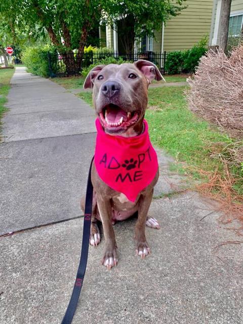 Enlarge HAIDY, a Adoptable mixed breed in Charlotte, NC image 1/1