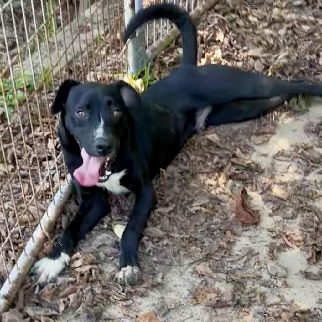 Enlarge Tripp, a Adoptable mixed breed in Livingston, TX image 1/6