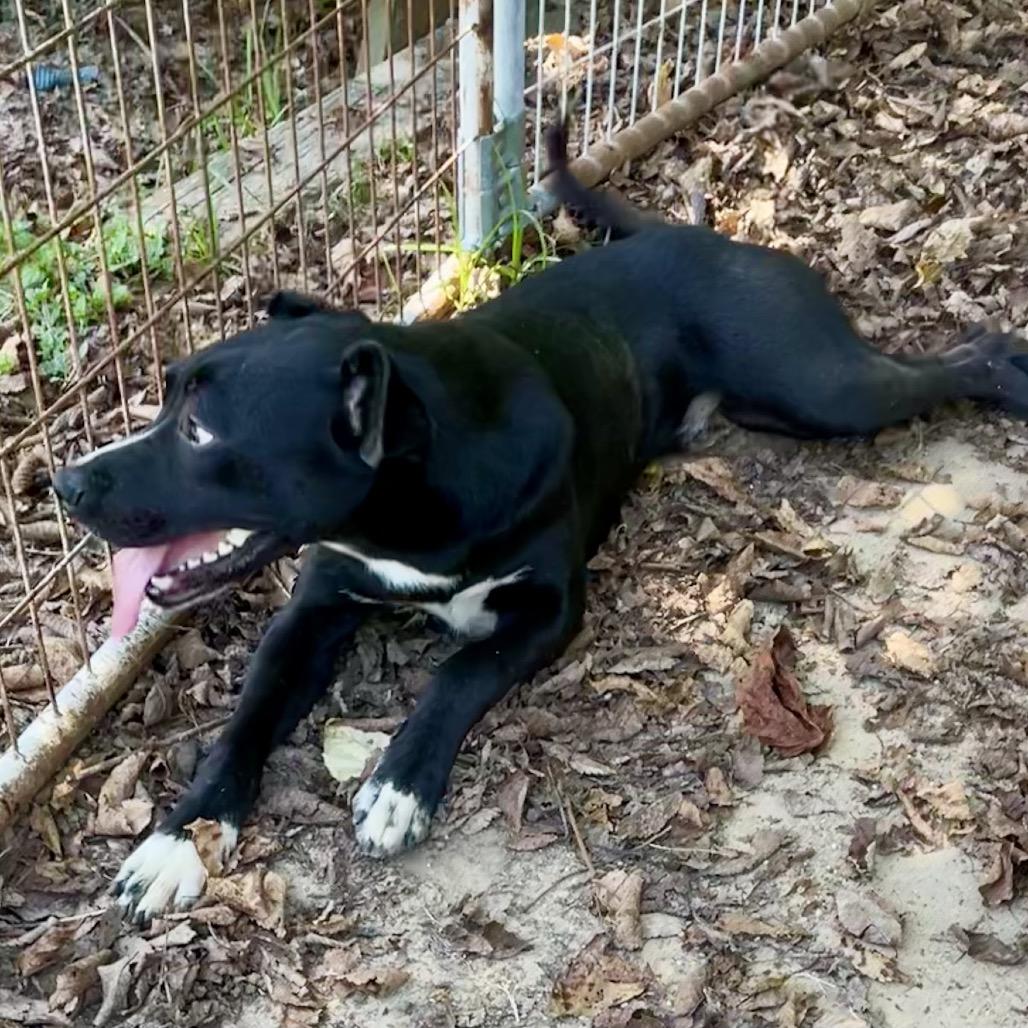 Enlarge Tripp, a Adoptable mixed breed in Livingston, TX image 2/6