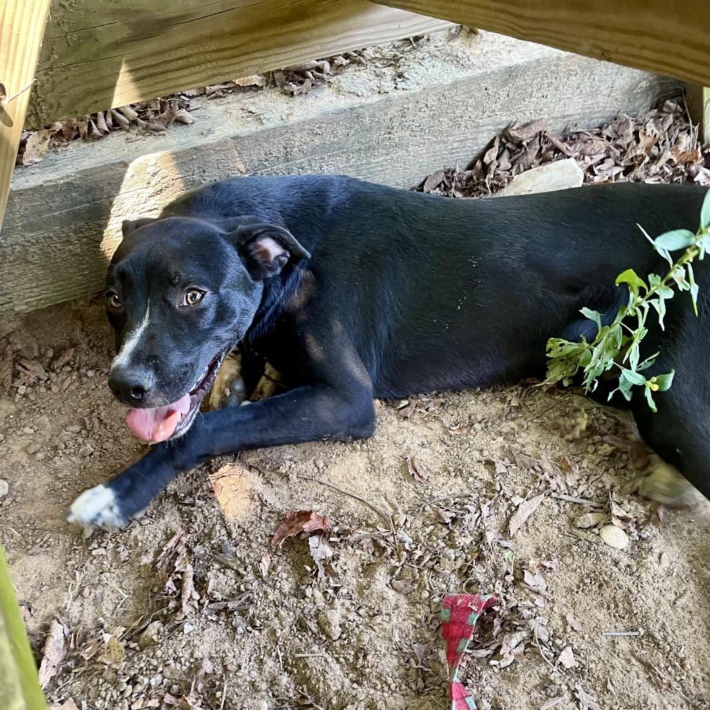 Enlarge Tripp, a Adoptable mixed breed in Livingston, TX image 3/6