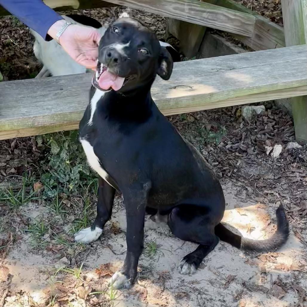 Enlarge Tripp, a Adoptable mixed breed in Livingston, TX image 4/6