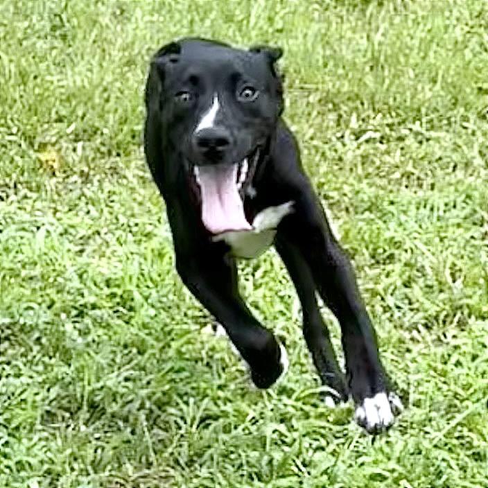 Enlarge Tripp, a Adoptable mixed breed in Livingston, TX image 5/6