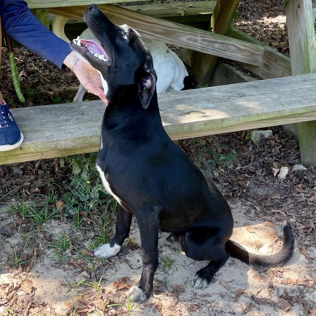 Enlarge Tripp, a Adoptable mixed breed in Livingston, TX image 6/6