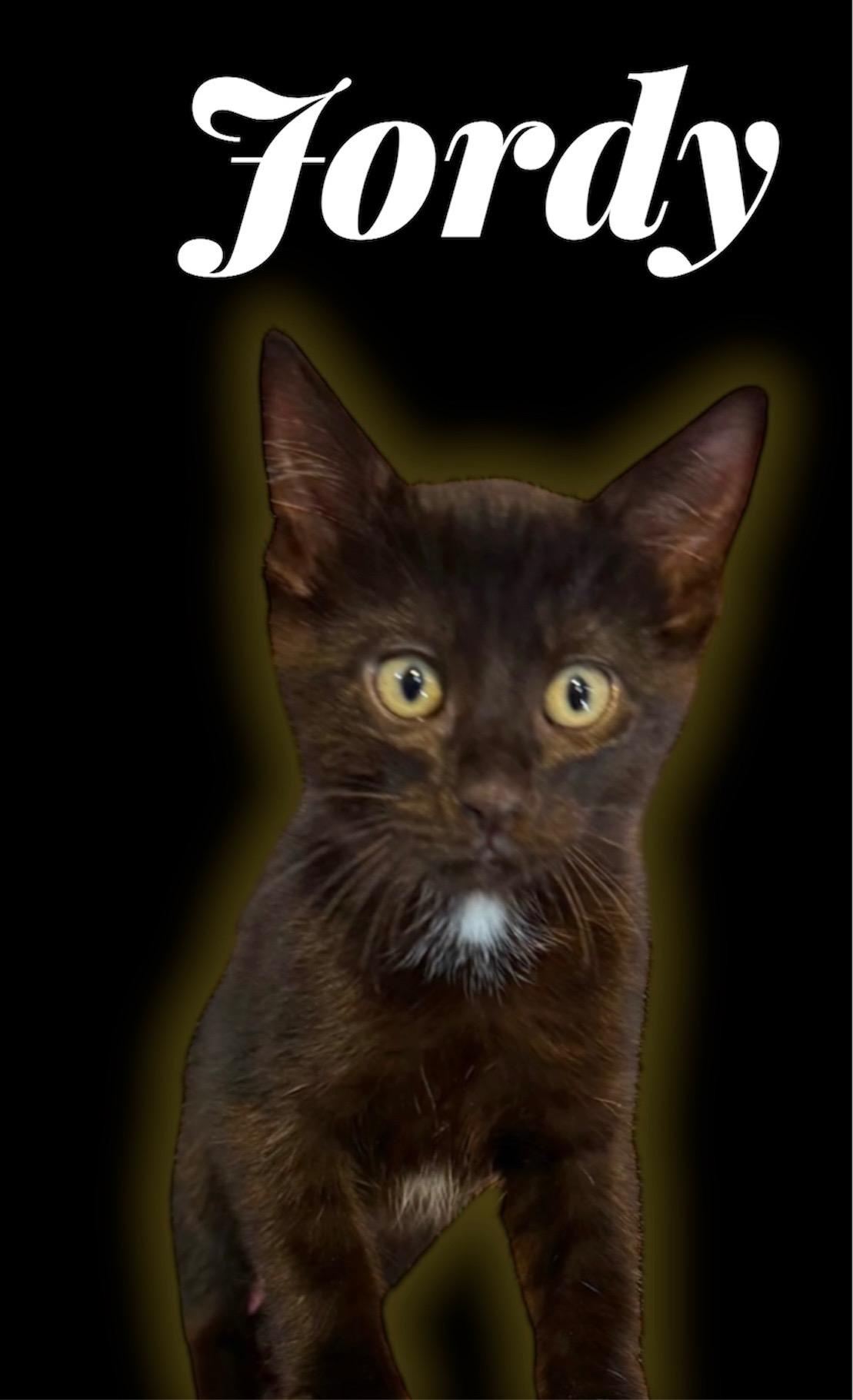 Enlarge Jordy, a ADOPTABLE Domestic Short Hair in Auburn, CA image 1/1