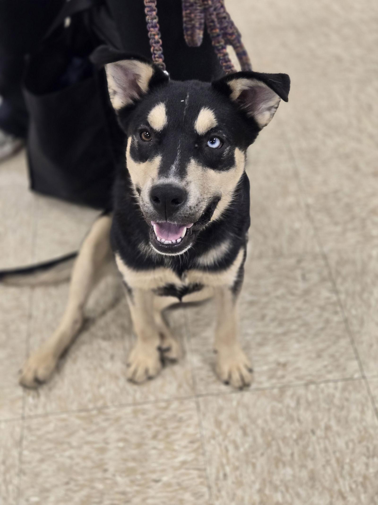 Enlarge Lavender, a Adoptable Australian Shepherd in Minneapolis, MN image 2/3