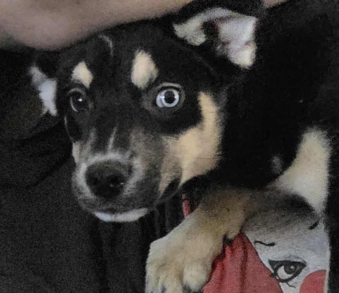 Lavender, Adoptable, Young Female Australian Shepherd.