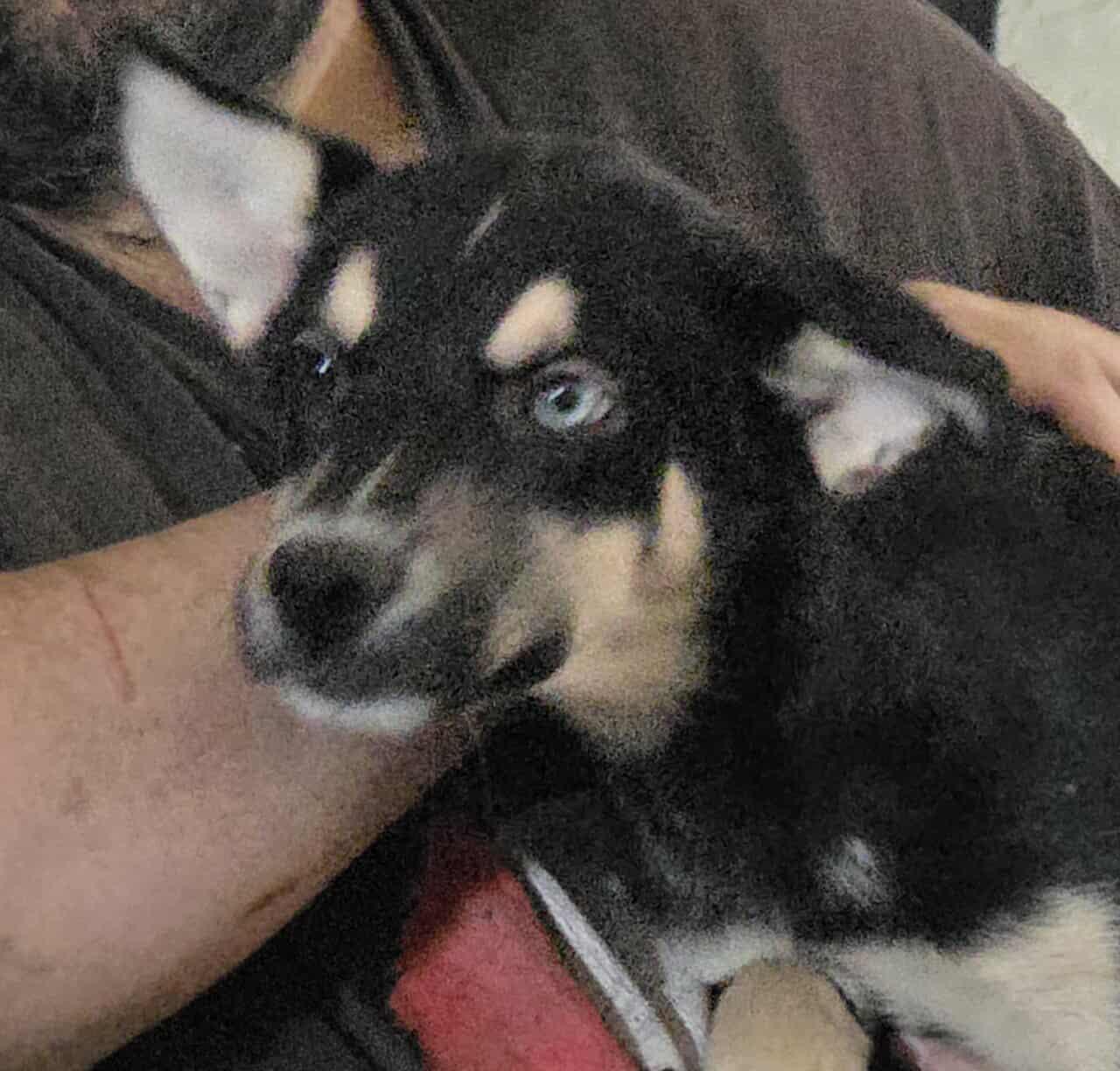 Enlarge Lavender, a Adoptable Australian Shepherd in Minneapolis, MN image 3/3