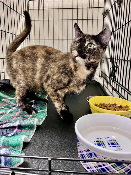 Anniewillow Grove thumbnail 3