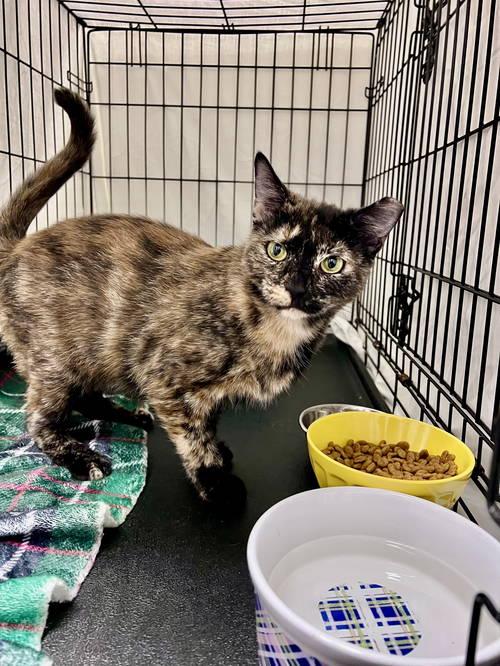 Anniewillow Grove thumbnail 4