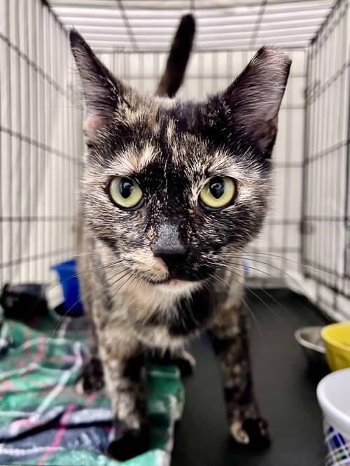 Anniewillow Grove thumbnail 2