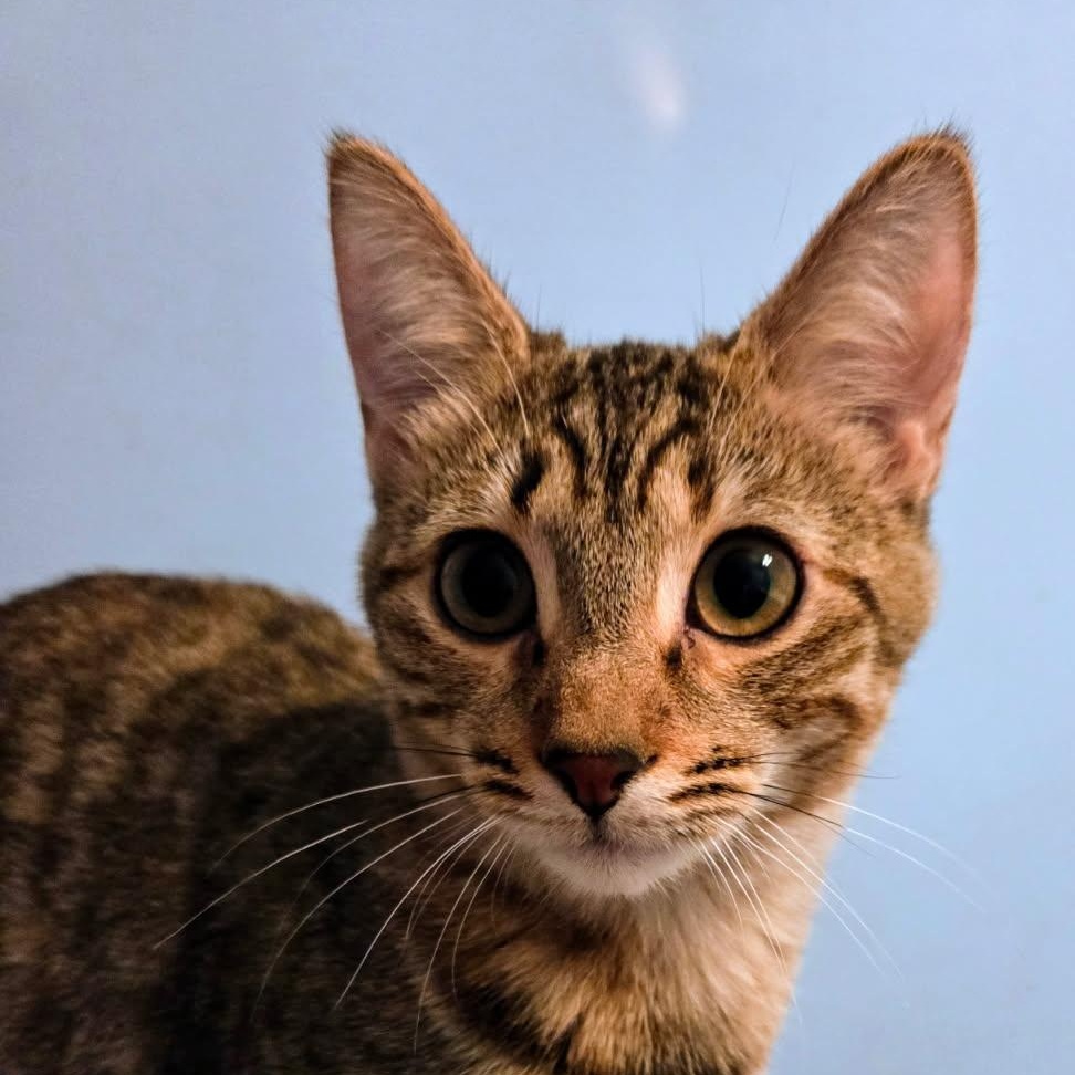 Nutmeg, ADOPTABLE, Kitten Male Domestic Short Hair.