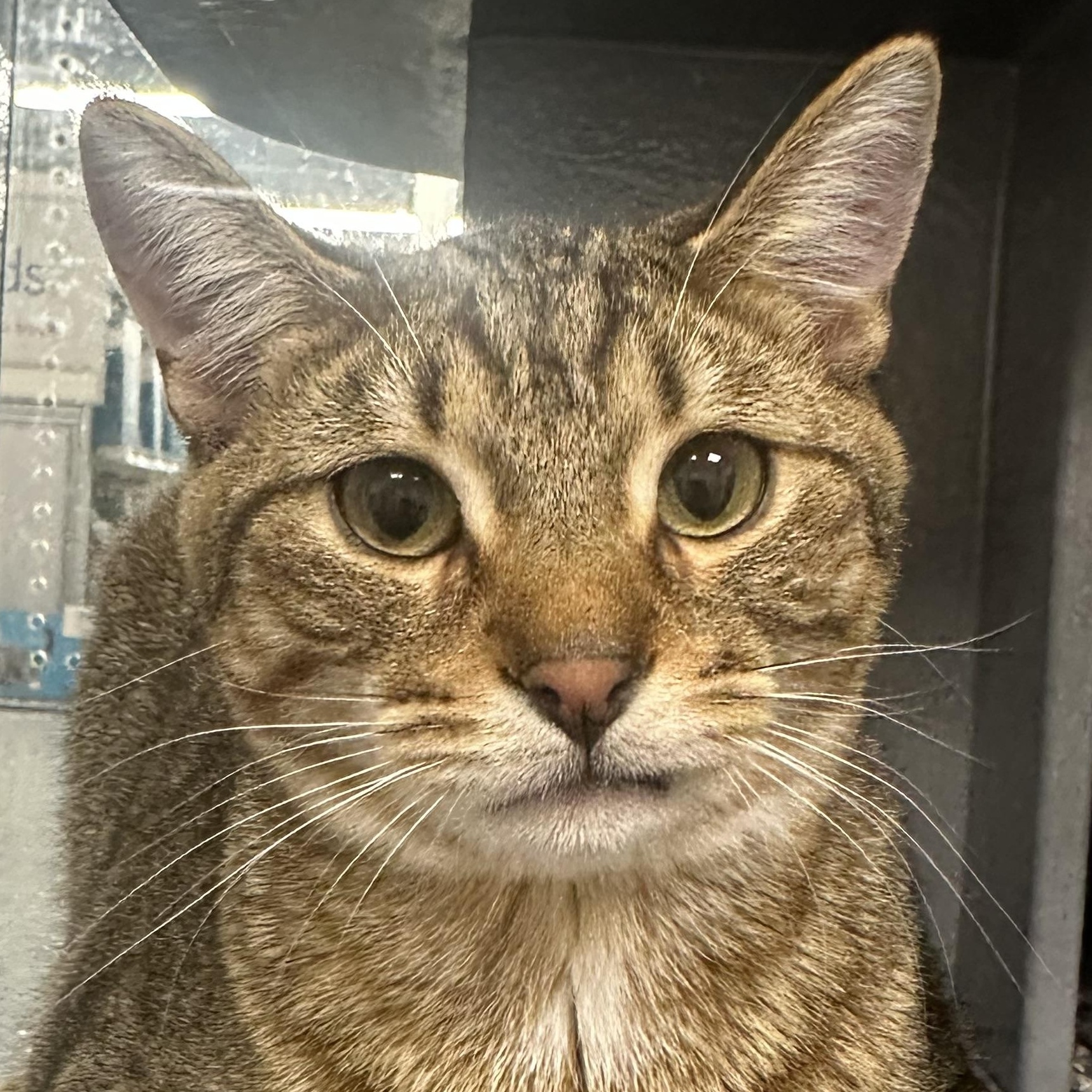 Enlarge Nutmeg, a ADOPTABLE Domestic Short Hair in Beaufort, SC image 2/6