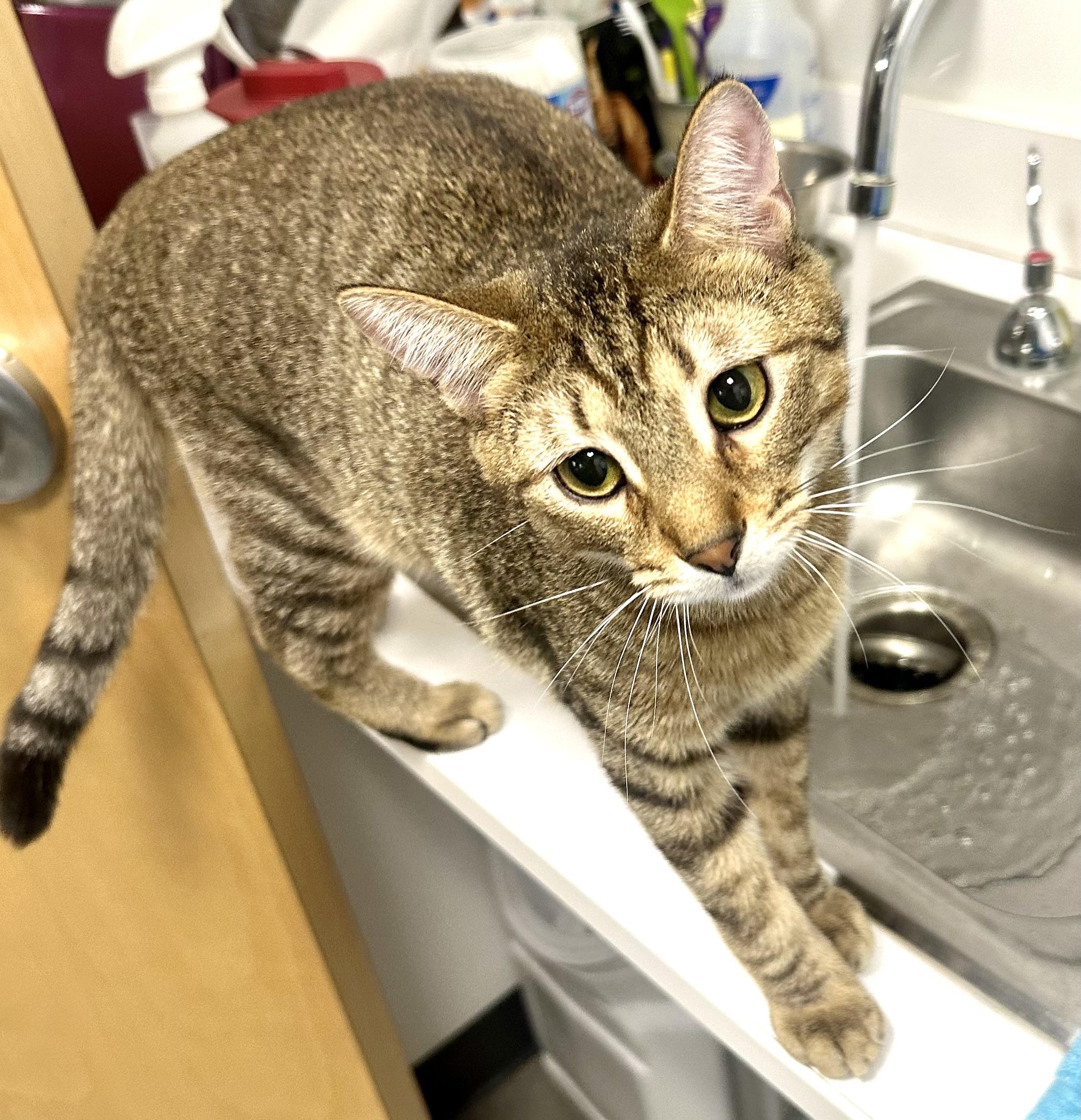 Enlarge Nutmeg, an adoptable Domestic Short Hair in Beaufort, SC image 3/6