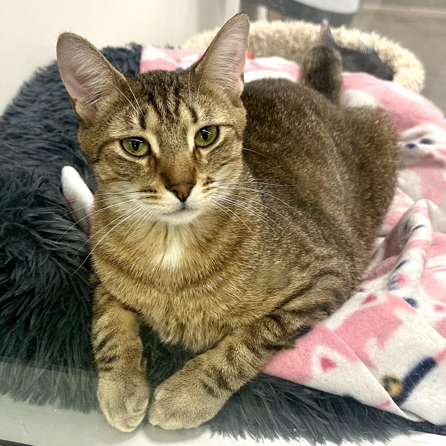 Nutmeg, adoptable, Kitten Male Domestic Short Hair.