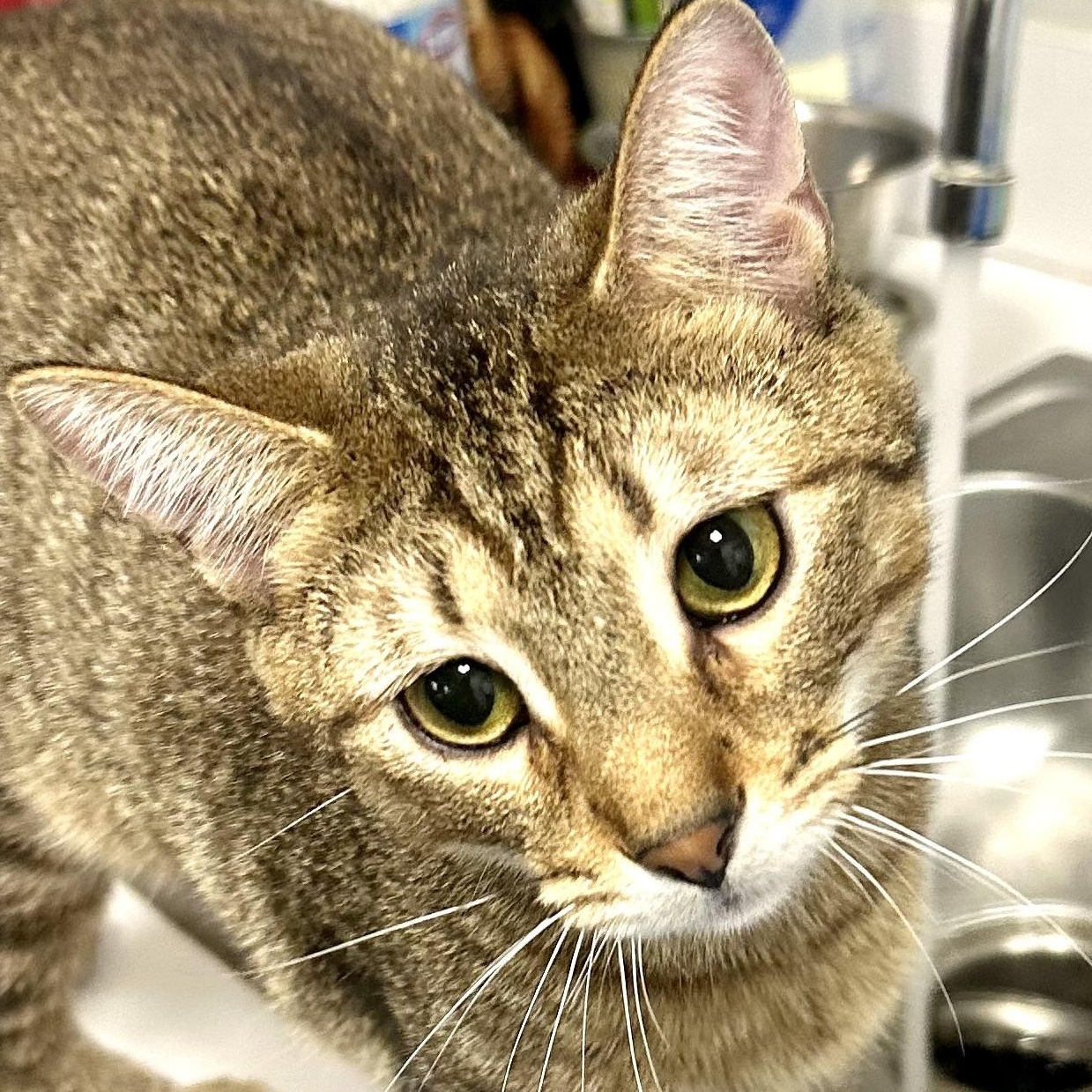 Nutmeg, ADOPTABLE, Kitten Male Domestic Short Hair.