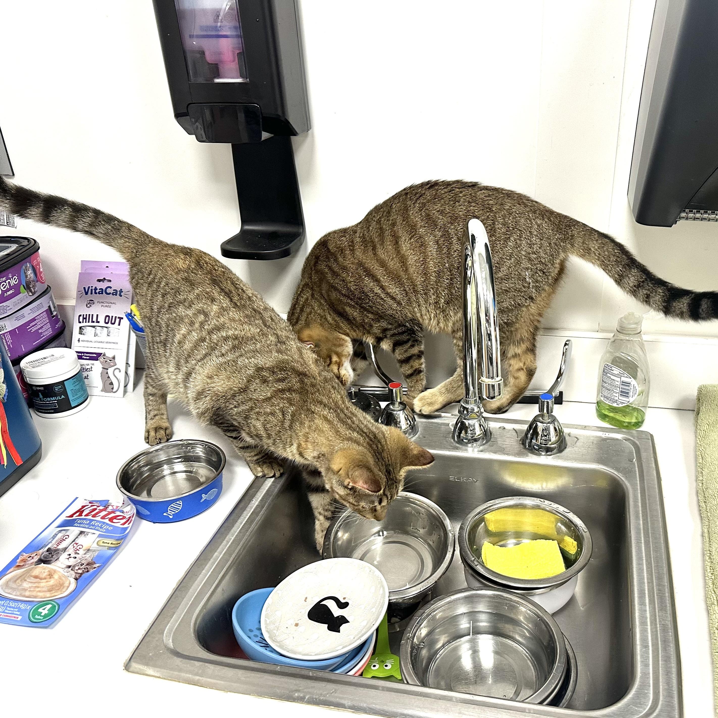 Enlarge Nutmeg, a ADOPTABLE Domestic Short Hair in Beaufort, SC image 4/6